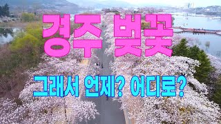 2022년 경주 벚꽃 개화시기 명당 공개