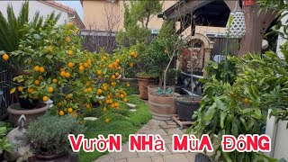 Vlog 953: Vườn Nhà Mùa Đông Rất Tươi Tốt Đẹp