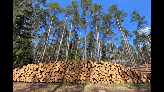 Tvari Lietuva. Kieno rankose Lietuvos miškų likimas?