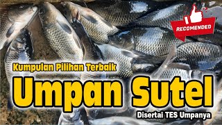 Kumpulan Umpan Sutel Pilihan Terbaik, Terlengkap Disertai Tes Umpanya #mancingikanmas #umpanjitu