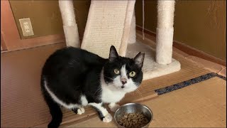 【保護猫】ハチワレ母猫の様子　【野良猫】