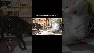 柴犬の逆襲！甲斐犬先輩の猛攻撃にまさかの反撃！！ #甲斐犬 #柴犬 #愛犬 #youtubeshorts