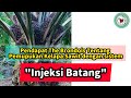 Pendapat The Brondols Tentang Pemupukan Kelapa Sawit dengan sistem 