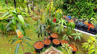 Late Spring Pt 2 - Repotted Mango/Jackfruit - Herb Tour