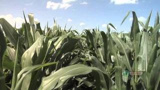 Iron Talk #645-Corn Row Width (Air Date 8/15/10)