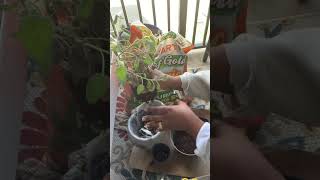 How To Repot A Herb Sage Plant | Repotting Herb Plant #herbgarden