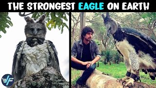 Harpy Eagle - The Strongest Eagle on Earth