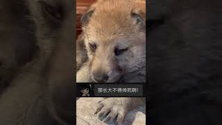 捷克狼犬长大了这么帅啊！！😎😎😎