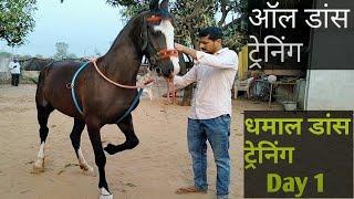 horse dhamal dans trening #घोड़े में धमाल डांस ट्रेनिंग