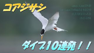 コアジサシの飛び込みシーンを狙う 　2022.6.16撮影　　#コアジサシ #野鳥撮影 #野鳥動画 #birds #CanonEOSR5 #Littletern