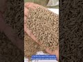 cumin seeds Europe 99% quality