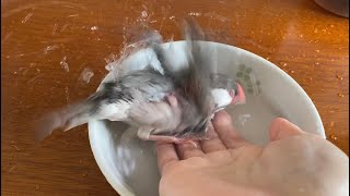 換羽中でも元気に水浴びする文鳥  あずき　Java sparrow