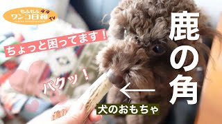 ワイルドすぎる犬のおもちゃ【鹿の角】に困り果てるトイプードル💕