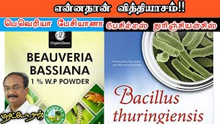 பெவேரியாபேசியானா - பேசில்லஸ் துரிஞ்சியன்சிஸ் என்ன வித்தியாசம்! Brittoraj 9944450552