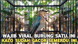 WAJIB #VIRAL GAK PERLU BELI WAMBI BURUNG INI AJA CUKUP BIKIN BAHAGIA