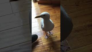 Impy the wild Seagull demands attention