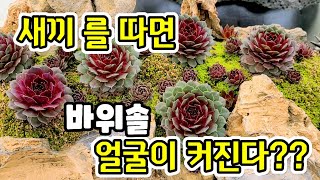 바위솔 크게 키우는방법 (자구)새끼를 따면 커진다?