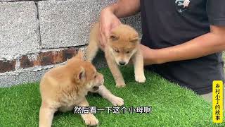 今天来隔壁村子拿两条小狗，非常纯正的广西土猎犬，性格好胆子大