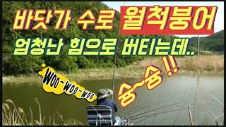 4짜가 사는 수십년 묵은 농수로 월척 낚시/ 대낮부터 엄청난 힘으로 버티는 장대를 울리는 줄소리..