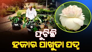 ବଡ଼ବିଲରେ ଫୁଟିଛି ବିରଳ ୧୦୦୦ ପାଖୁଡ଼ାର ଧଳା କମଳ