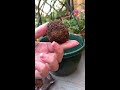 how to plant begonia tubers get ready for summer ☀️