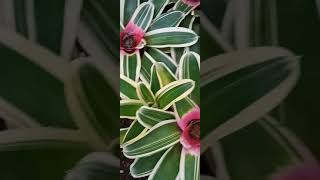 Blushing Bromeliad plant