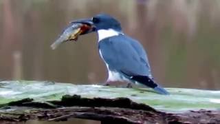 Belted kingfisher with fish