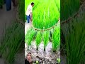 cara pengendalian hama hispa padi agriculture farming agritechnology satisfying shorts