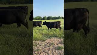 Rotating the Cattle to the Next Pasture