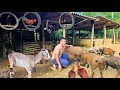 The herd of free-range pigs and goats grows steadily. Ohast farm develops stably (EP241)