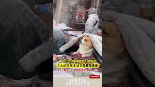 零下20℃，狗狗陪主人出早市，主人怕狗狗冷，給它蓋著厚棉被，主人：客人少了，妳就叫兩聲，狗狗：汪汪  #pets #funny #萌宠 #animals #寵物