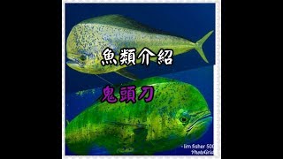 追擊鬼頭刀魚與其釣法介紹