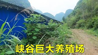 深山峡谷发现巨大养殖场，占地400亩年养20W只鸡，结果不到一年就倒闭了！【山农乐哥】