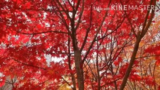 🍁단풍이 아름다운 곳/autumn leaves/멀리 가지않고 동네에서 가을 단풍 즐기기/단풍구경/억새밭/가을의 브이로그/꽃보다 아름다운 단풍/동네 한바퀴Vlog