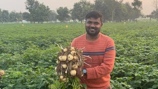 Kufri Chipsona 5.  JK Foods Team visits on Kavya Agro potato seeds farm