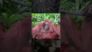 worlds most inteligent animals | உலகின் மிக அறிவான விலங்குகள் | animals facts | ultimate info