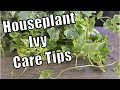 Houseplant Ivy Care