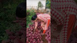 ചീരവിളവെടുപ്പ് ഒരു മാസം കൊണ്ട് - Spinach harvest-#garden