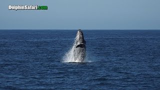 Humpback Whale Makes A Splash For Dana Point Whale Watchers