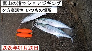 2025年01月20日 富山のいつもの場所で　サゴシ今日は高活性