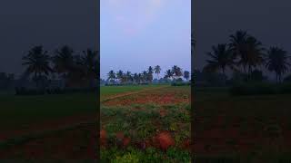 Morning in Tamilnadu Village | Nasar Nature