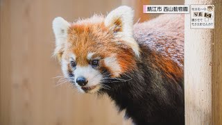 西山動物園のレッサーパンダを撮る📸