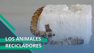 “Súper gusanos” y otros animales que reciclan en su día a día