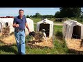 calf management