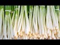 Eating Green Onions: Benefits and Nutrition Facts That You May not Know | Health And Nutrition