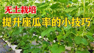 适当旱一点，能够提升西瓜、甜瓜座瓜率，小技巧解决大问题【付老师种植技术团队官方频道】