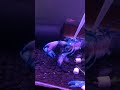 大純藍螯蝦水土不服快死了 cherax albidus is going to die