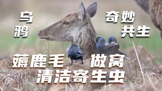 乌鸦多重身份：既是马鹿的理发师 又是袋鼠的医生 还吃到免费午餐