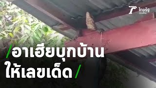 ตัวเงินตัวทองบุกบ้านให้เลขเด็ด | 15-04-64 | ข่าวเช้าหัวเขียว