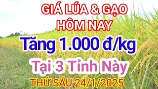 GIÁ LÚA \u0026 GẠO HÔM NAY ( THỨ SÁU ) 24/1/2025.GẠO TOÀN CẦU DỒI DÀO,TỪ ĐỐI THỦ NHƯ ẤN ĐỘ và THÁI LAN.